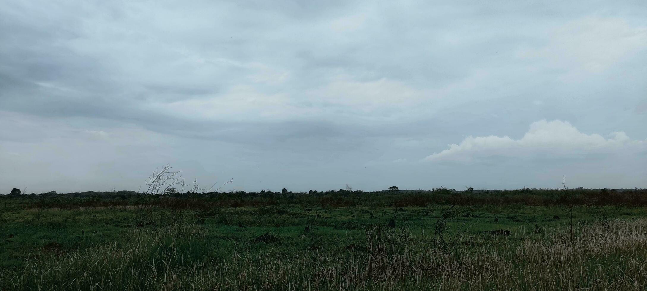 foto di erba e nuvoloso cielo