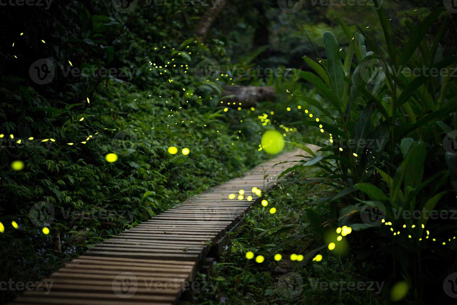lucciole nella boscaglia di notte a taiwan foto
