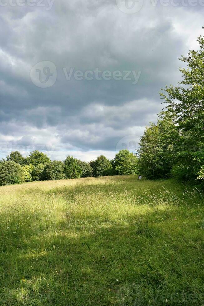 alto angolo vicino su Visualizza di albero e rami foto