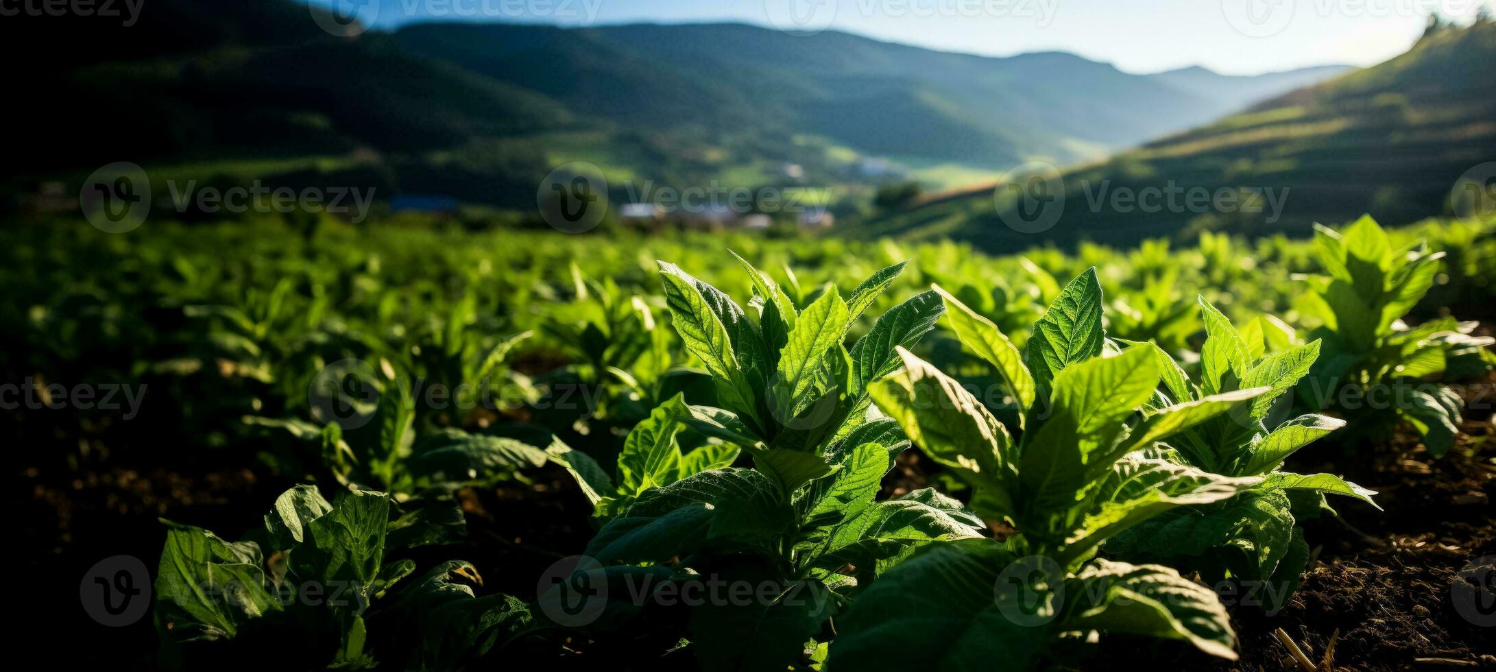 il ambientale urto di tabacco coltivazione foto