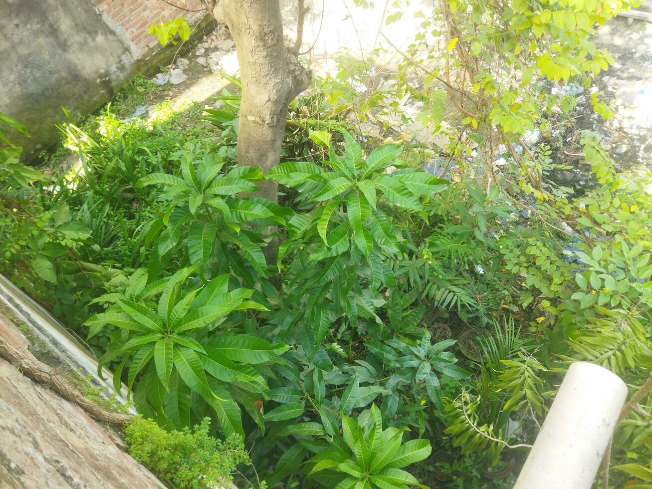 gratuito Scarica di verde le foglie albero nel giardino usi per interno arredamento e abbellimento. foto