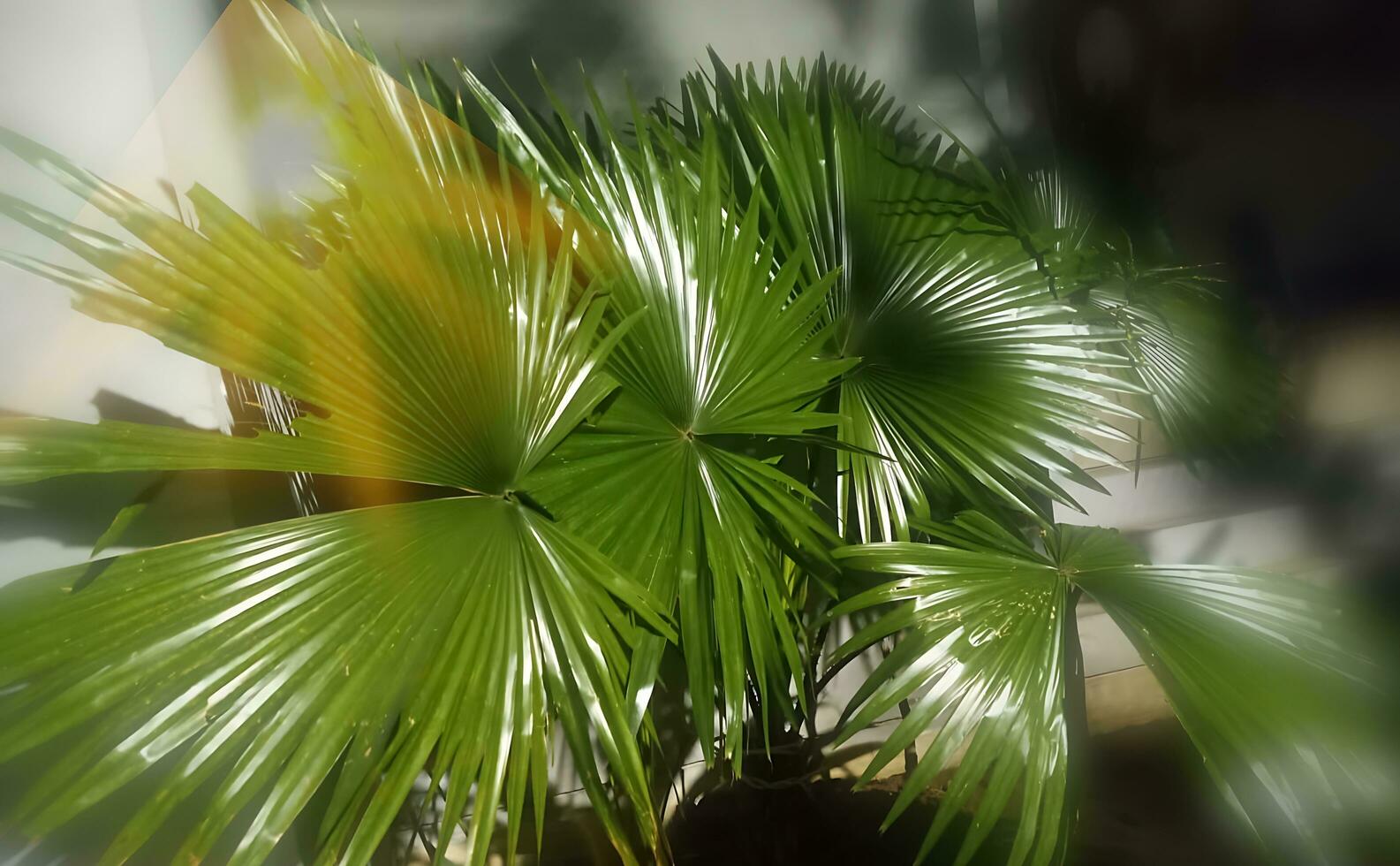 gratuito Scarica di verde le foglie albero nel giardino usi per interno arredamento e abbellimento. foto