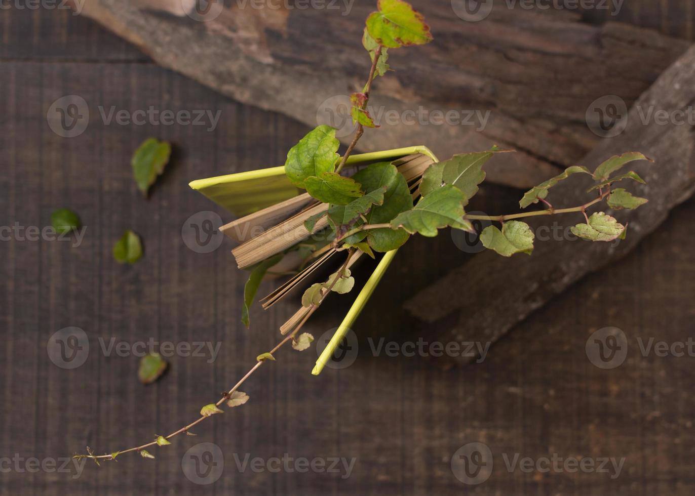 disposizione degli elementi di stile di vita sostenibile di natura morta foto