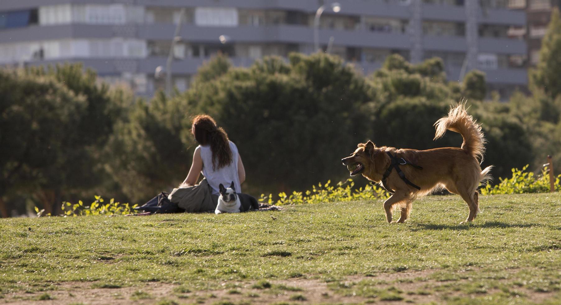 un cane che si diverte con la sua palla nel parco di madrid rio, madrid spagna foto