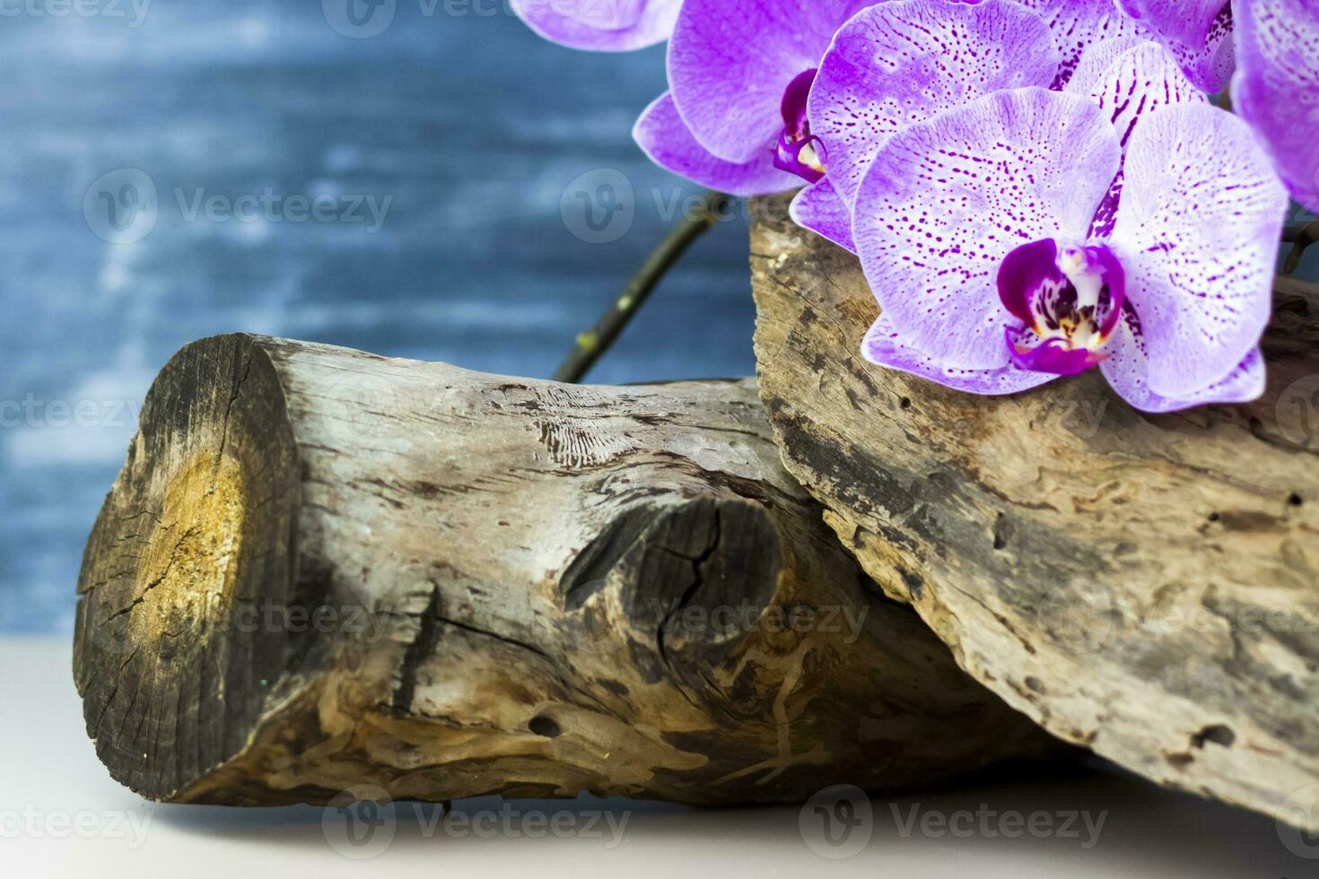 asciutto ceppo, albero abbaiare e orchidea fiori su un' colorato sfondo. elegante aspetto esteriore, disposizione, personalità. striscione, un' posto per il testo. foto