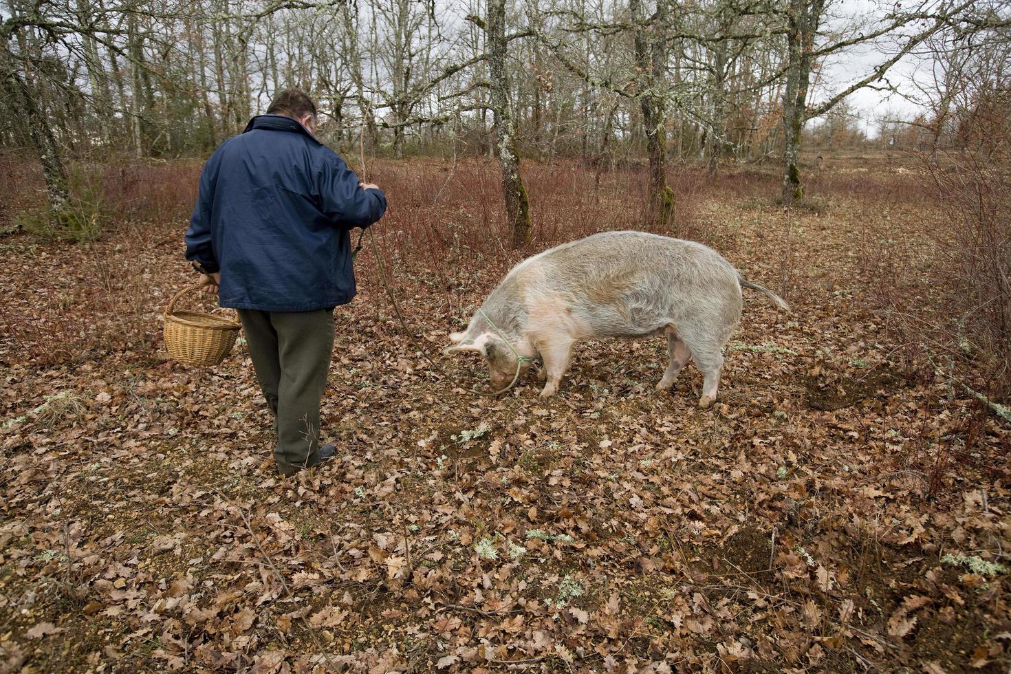 raccolta di tartufo nero con l'aiuto di un maiale a lalbenque, francia foto