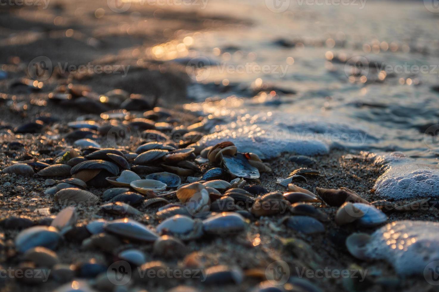 primo piano di conchiglie sulla riva del mare con sfocatura durante il tramonto foto
