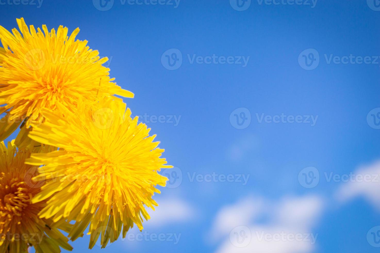 fiore di fioritura giallo del primo piano del dente di leone con cielo blu su background foto