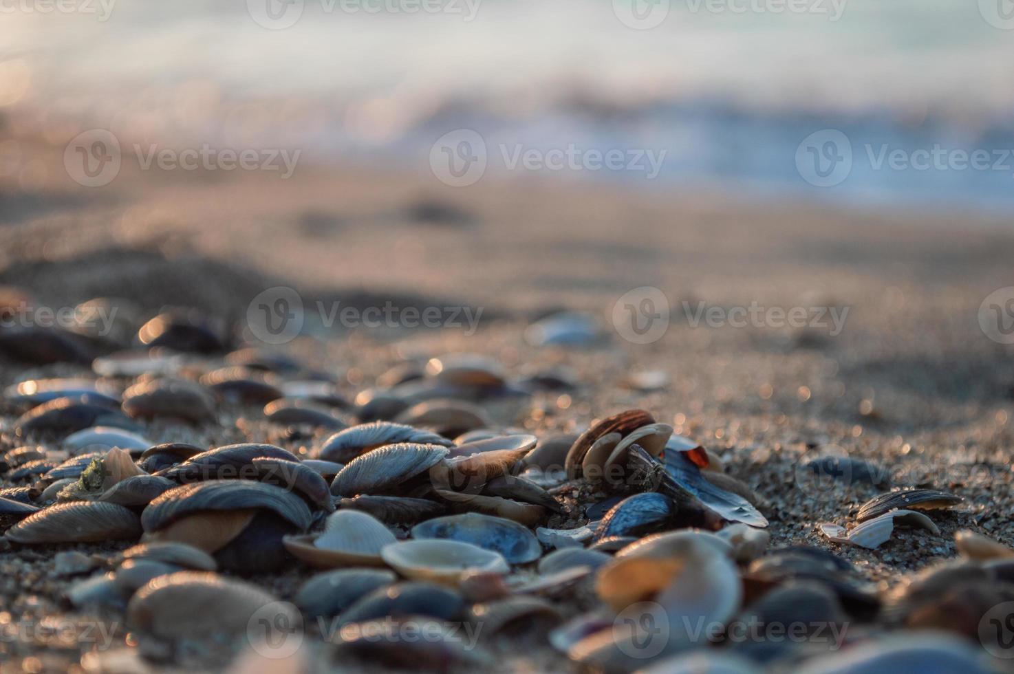 primo piano di conchiglie sulla riva del mare con sfocatura durante il tramonto foto