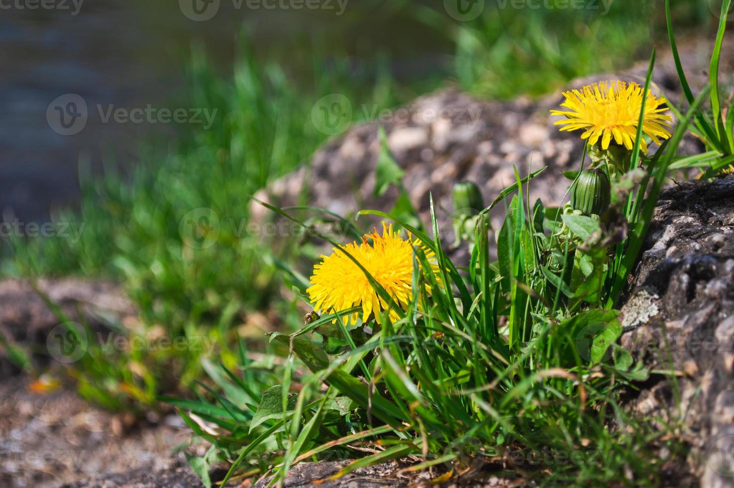 fiore giallo in fiore di dente di leone primo piano sul campo verde foto