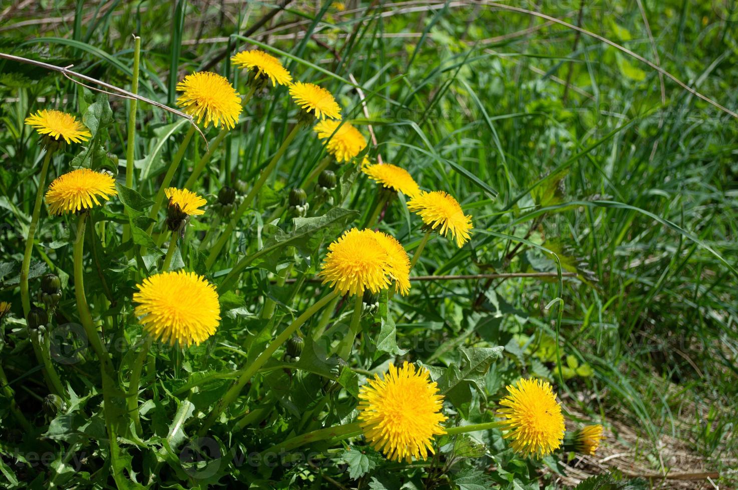 fiore giallo in fiore di dente di leone primo piano sul campo verde foto