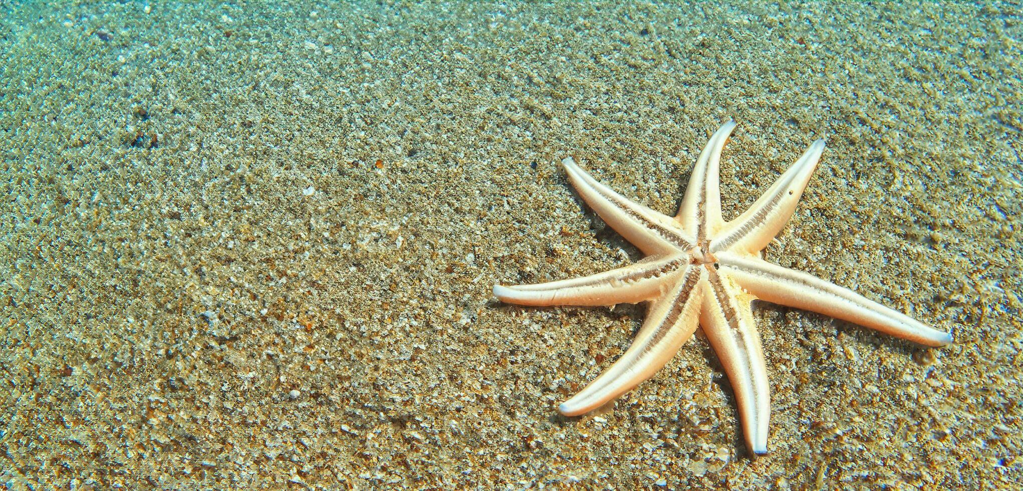 stella marina nel il mare stella marina su il sabbia subacqueo foto