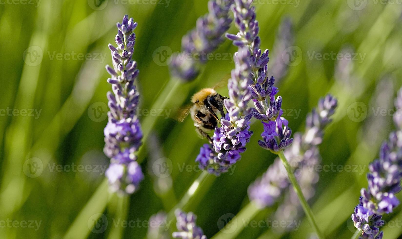 un'ape che cerca fiori di lavanda nella provincia del lotto, francia foto