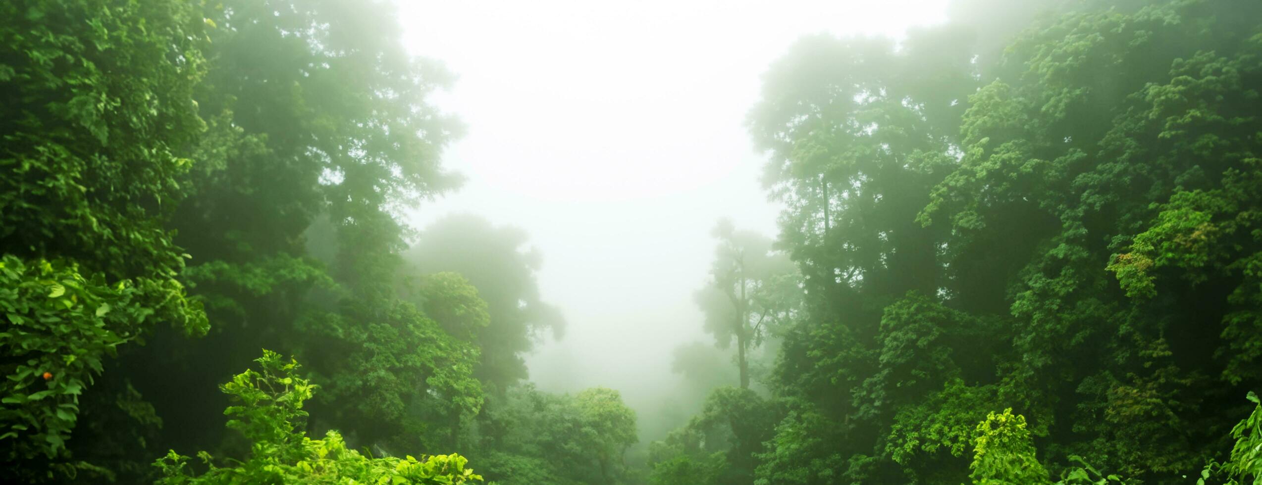 nebbia nel il foresta alto alberi panoramico natura paesaggio sfondo foresta pluviale 3d illustrazione foto