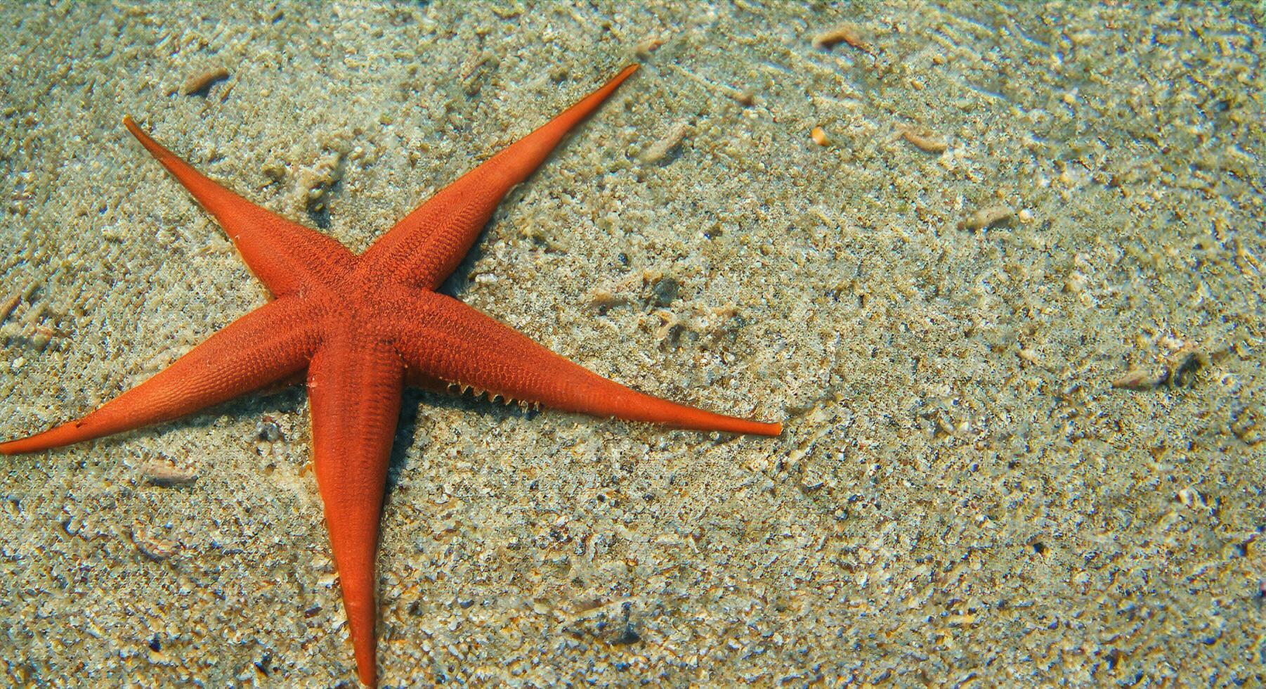 stella marina nel il mare stella marina su il sabbia subacqueo foto