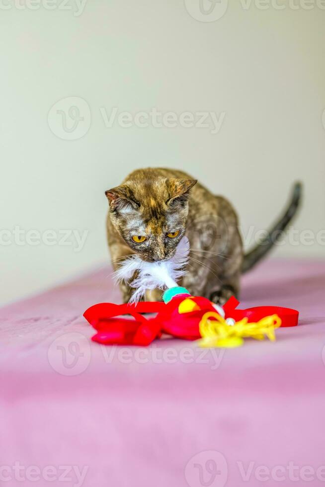 un' domestico gatto di birmano razza, giocoso e attivo, nel un' città appartamento costruzione. gli amori giocattoli e archi. il occhi di un' contento animale domestico giocando e volendo per attacco. foto