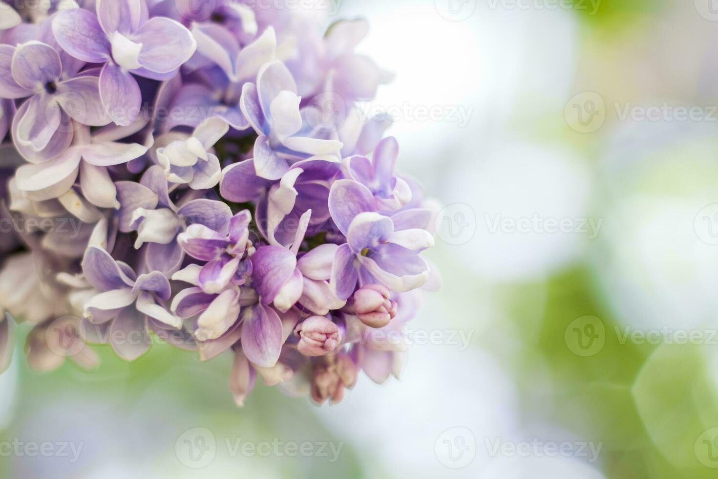 lilla nel il giardino. fioritura lilla-viola fiori, selettivo messa a fuoco. un' ramo di lilla nel il luce del sole. essi fioritura nel primavera. selettivo messa a fuoco. foto