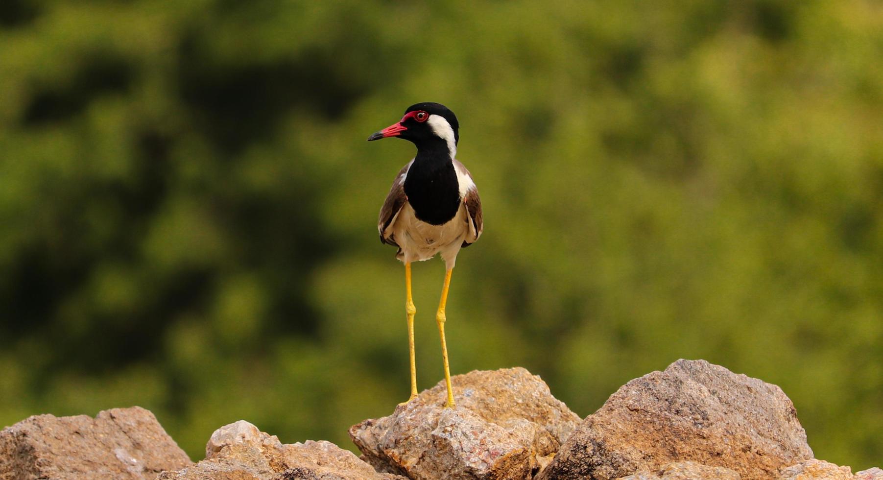 uccello seduto sulle rocce foto