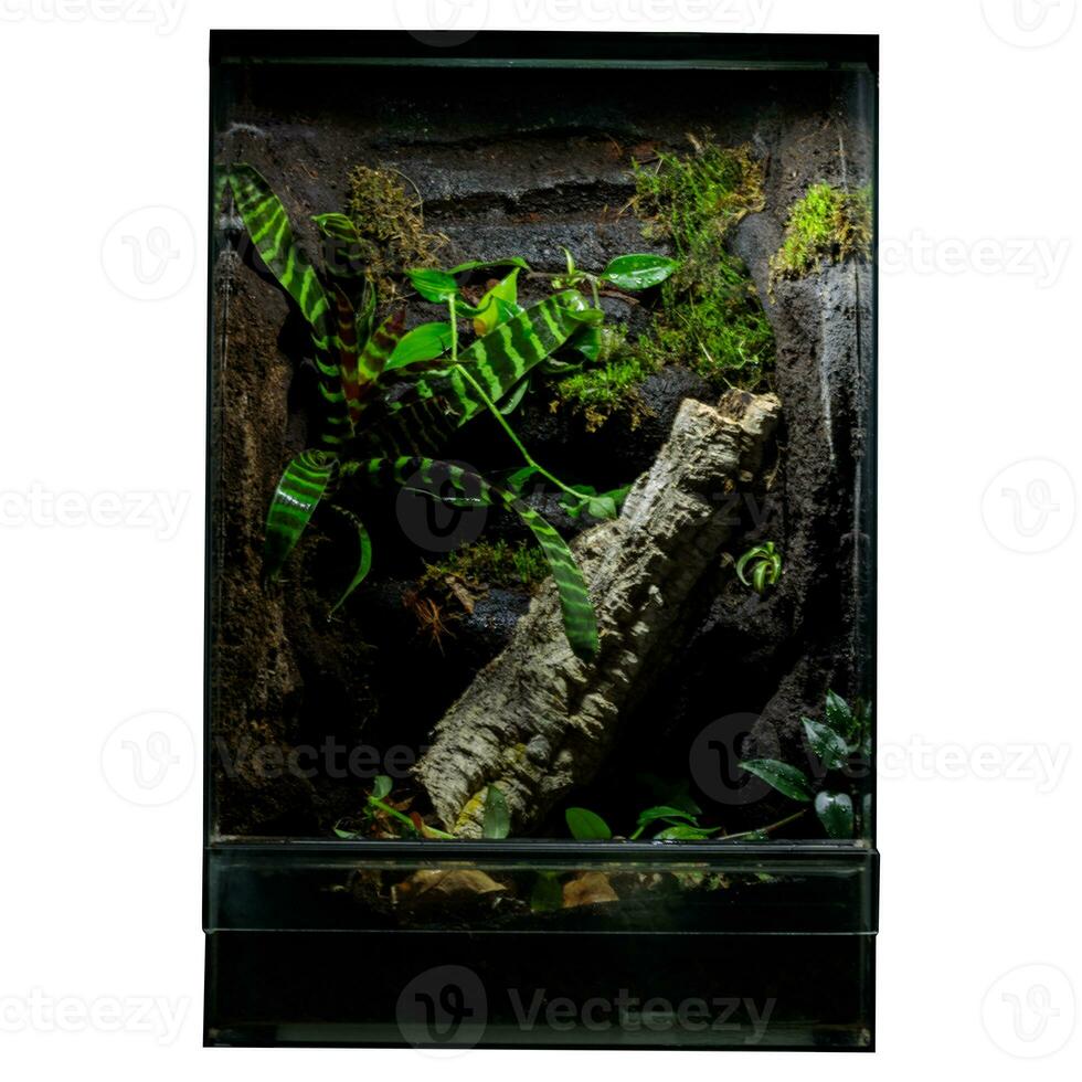 pronto per la casa grande terrario ricco vegetazione Schermo foto