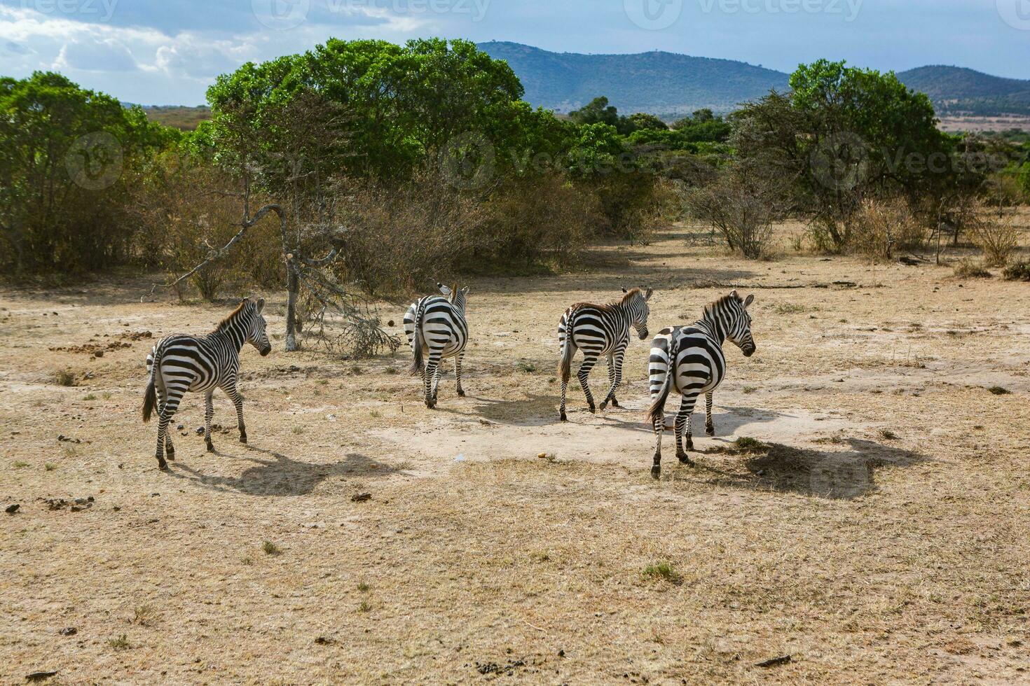 safari attraverso il selvaggio mondo di il maasai mara nazionale parco nel kenya. Qui voi può vedere antilope, zebra, elefante, leoni, giraffe e molti altro africano animali. foto