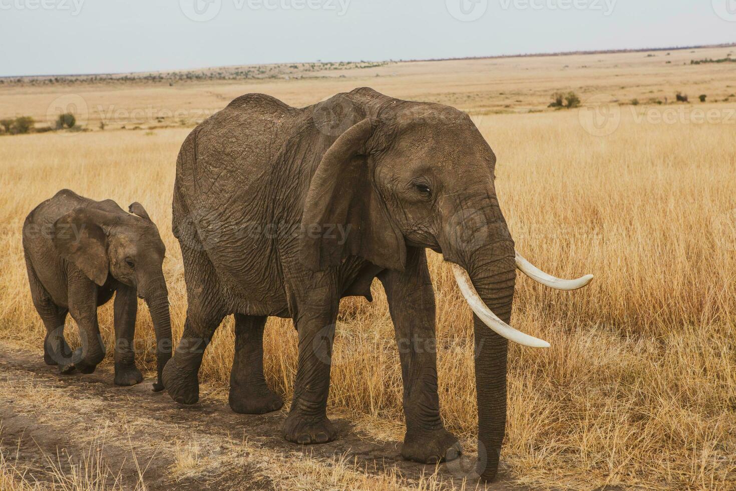 safari attraverso il selvaggio mondo di il maasai mara nazionale parco nel kenya. Qui voi può vedere antilope, zebra, elefante, leoni, giraffe e molti altro africano animali. foto