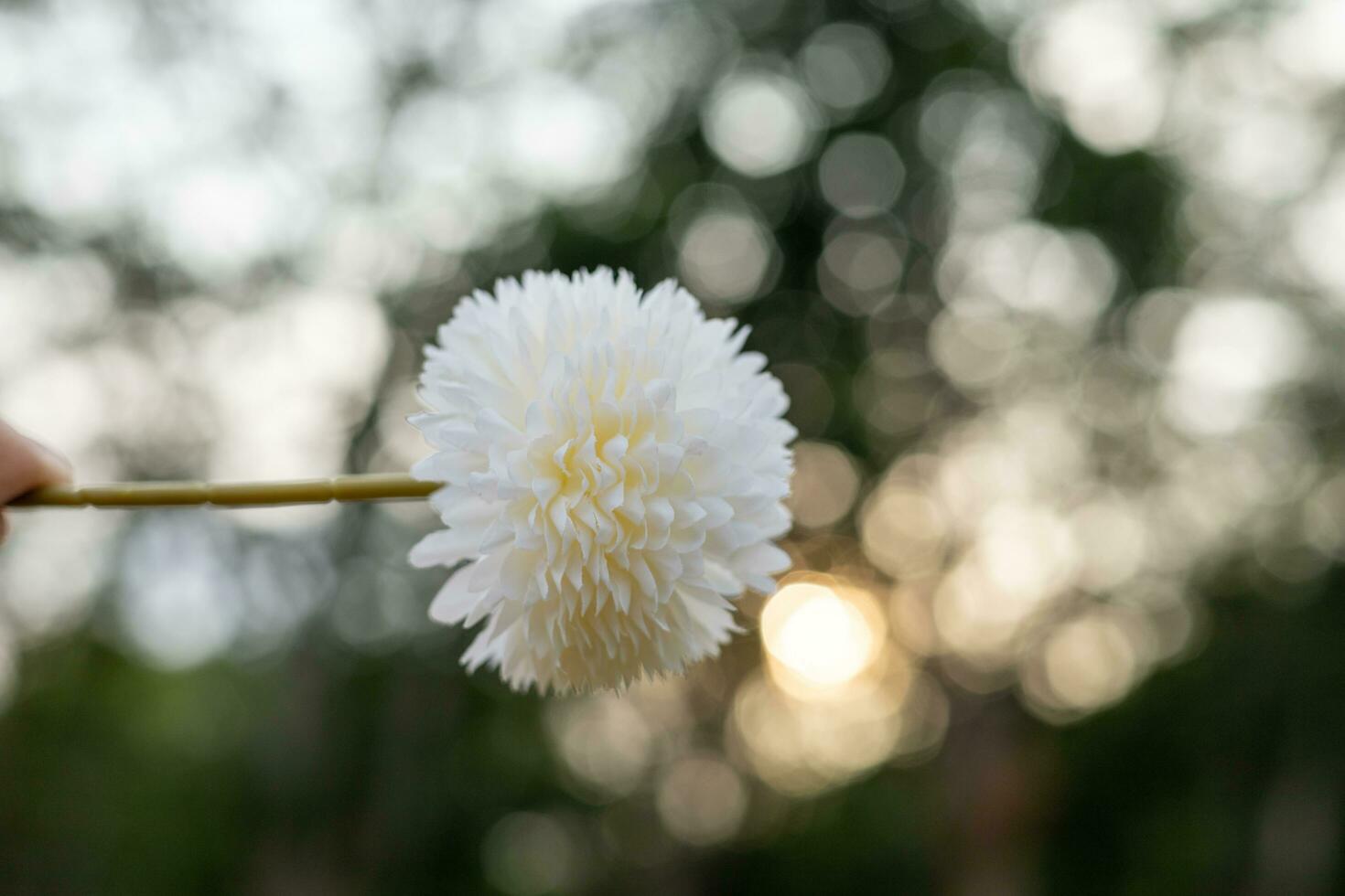 bianca fiori su arancia il giro bokeh sfocato sfondo a partire dal luce del sole. foto