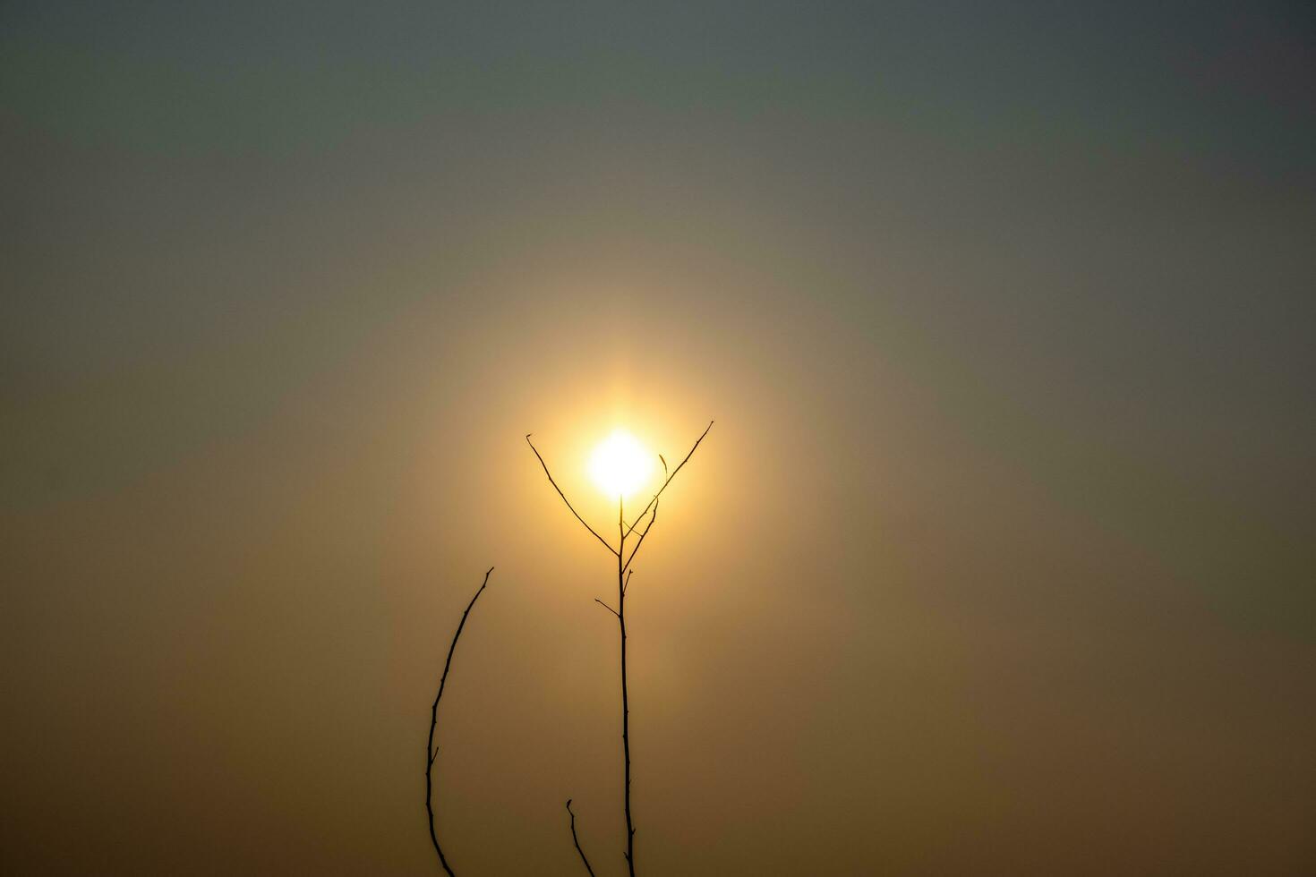 il rami e erba quello erano giusto fra il sole rendere esso Guarda piace un' luminosa fiore foto