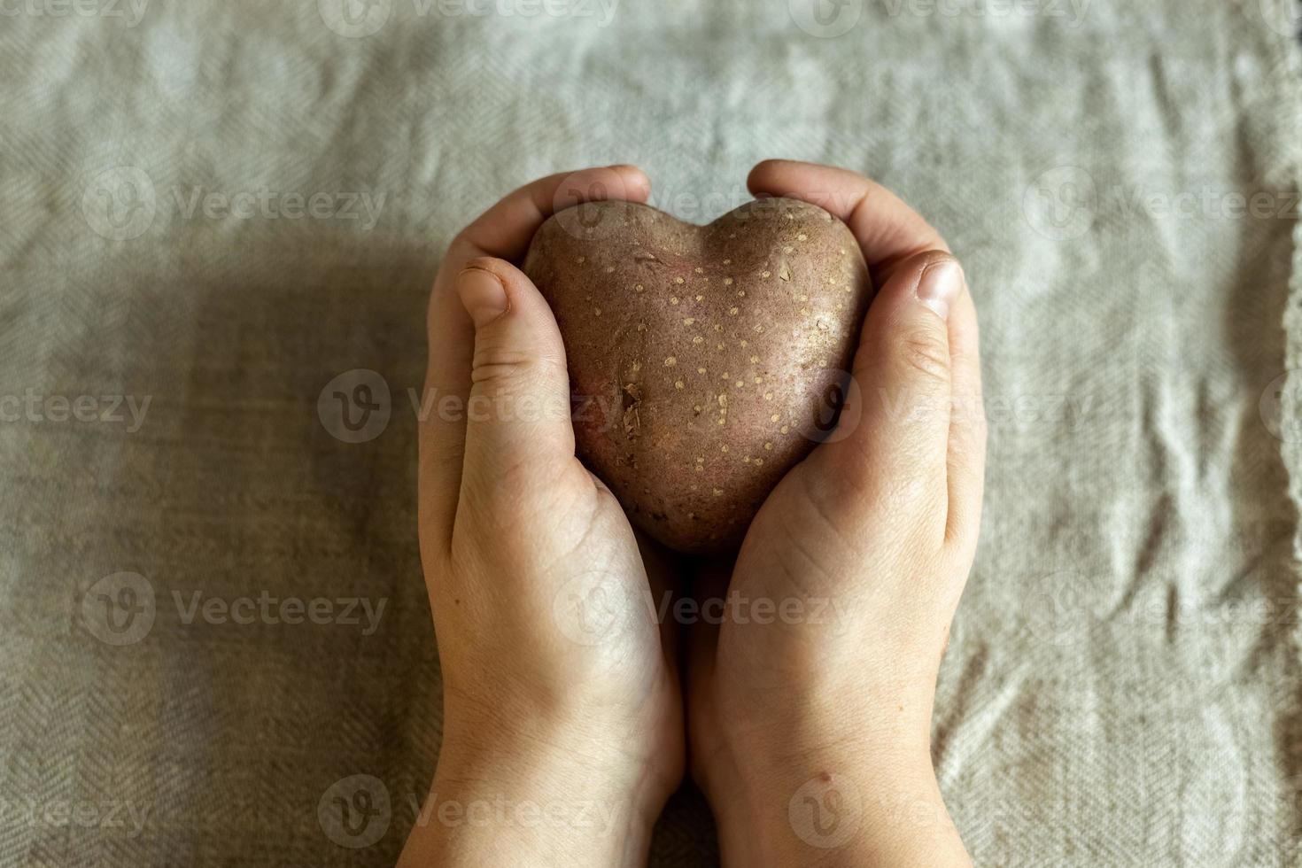 mani femminili che tengono brutte verdure patate a forma di cuore su uno sfondo di tela di lino. quadrato, cibo brutto. foto