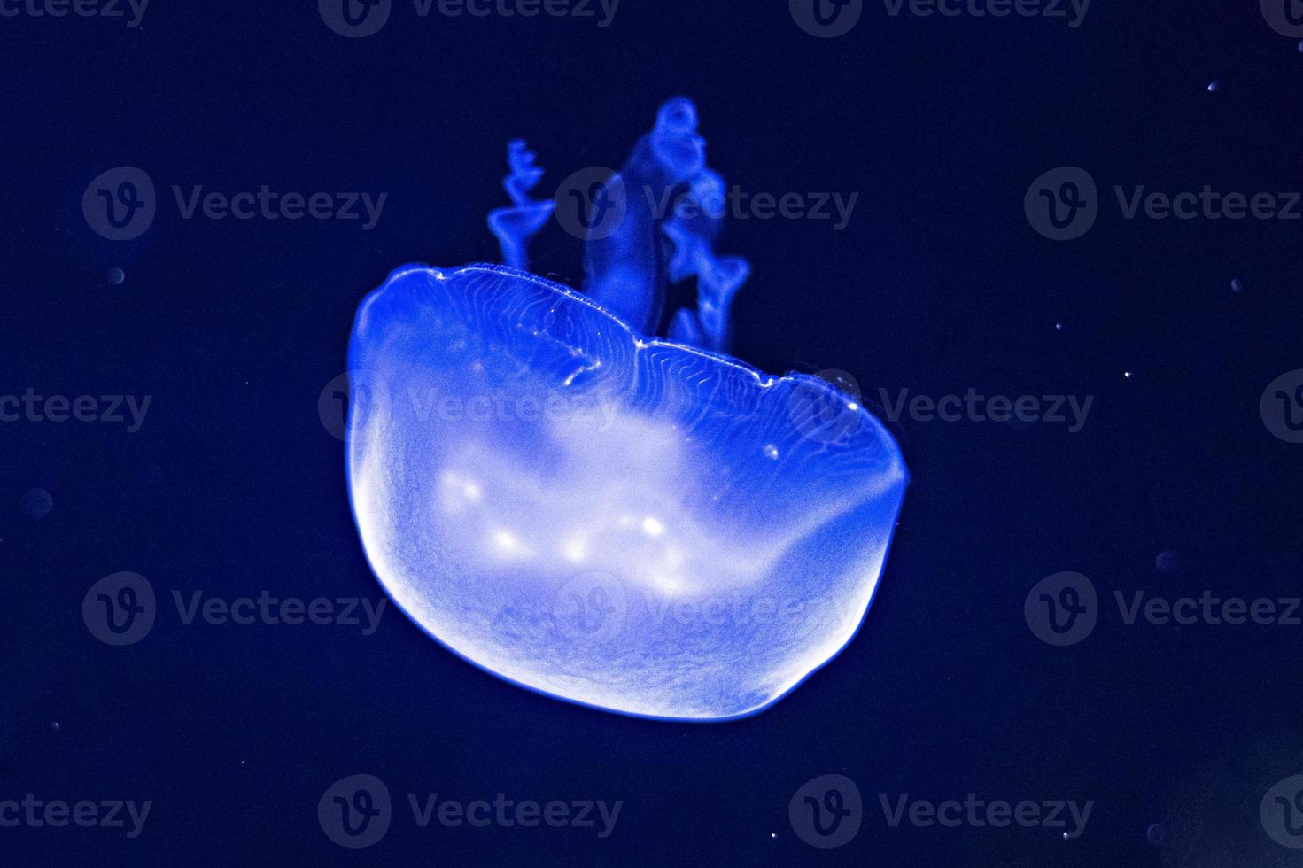 sfondo di bellissime meduse al neon blu. acquario foto