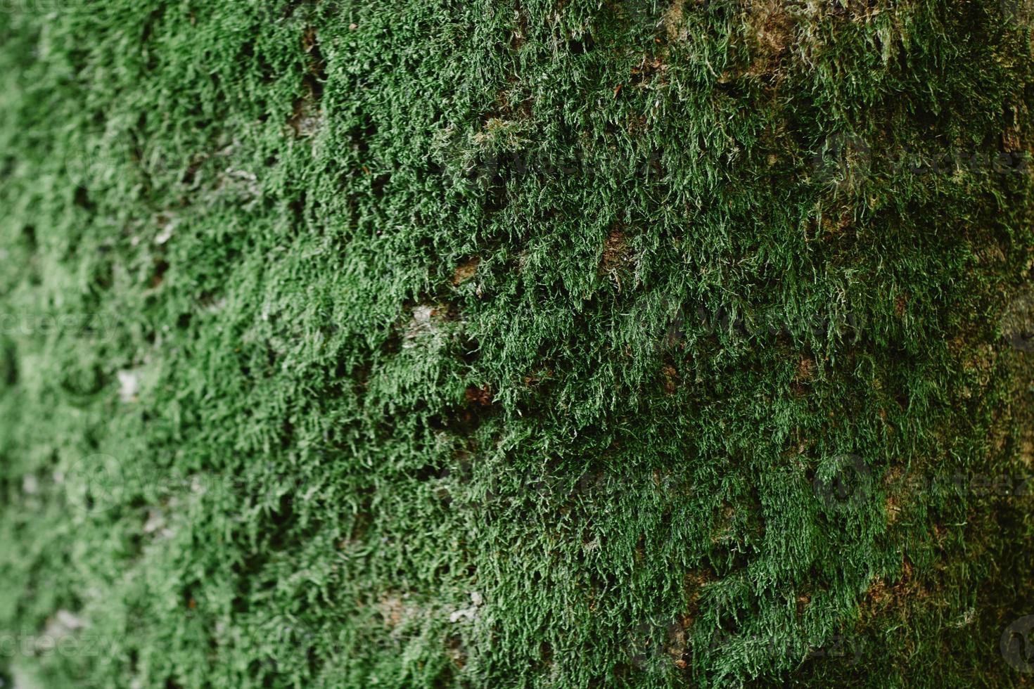 primo piano di muschio verde su legno nella stagione delle piogge, messa a fuoco selettiva, concetto di ambiente, spazio copia. corteccia verde sul primo piano del tronco d'albero. il muschio cresce pesantemente sulla corteccia di questo albero foto