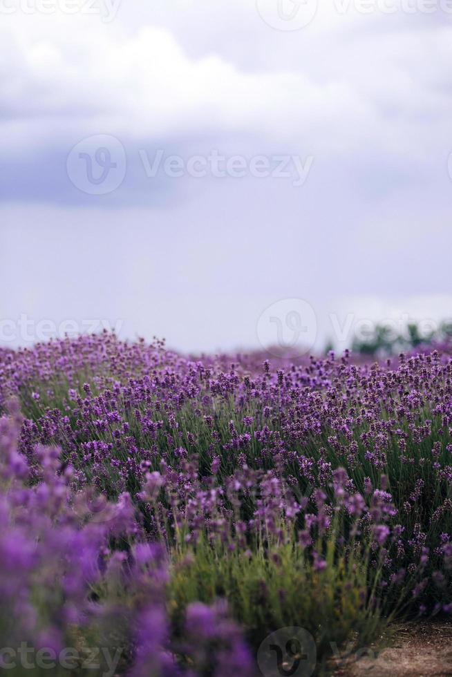 campo di lavanda alla luce del sole, provenza, altopiano valensole. bella immagine di campo di lavanda.campo di fiori di lavanda, immagine per sfondo naturale.vista molto bella dei campi di lavanda. foto