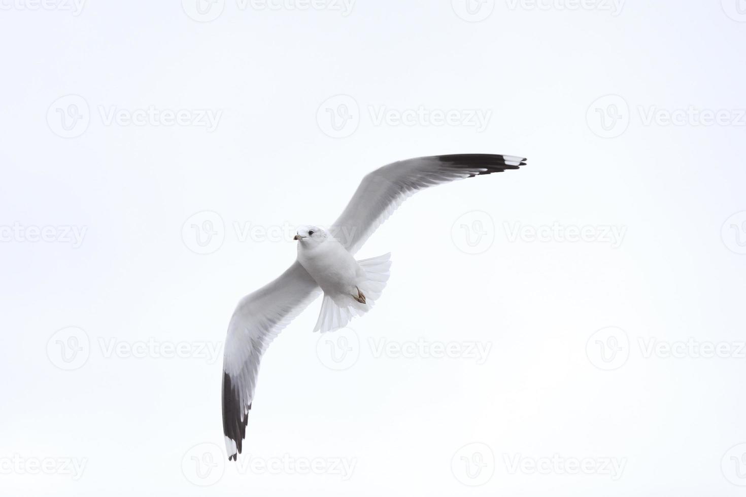 uccello in volo gabbiano isolato cielo simbolo del concetto di libertà. gabbiano bianco nel cielo foto