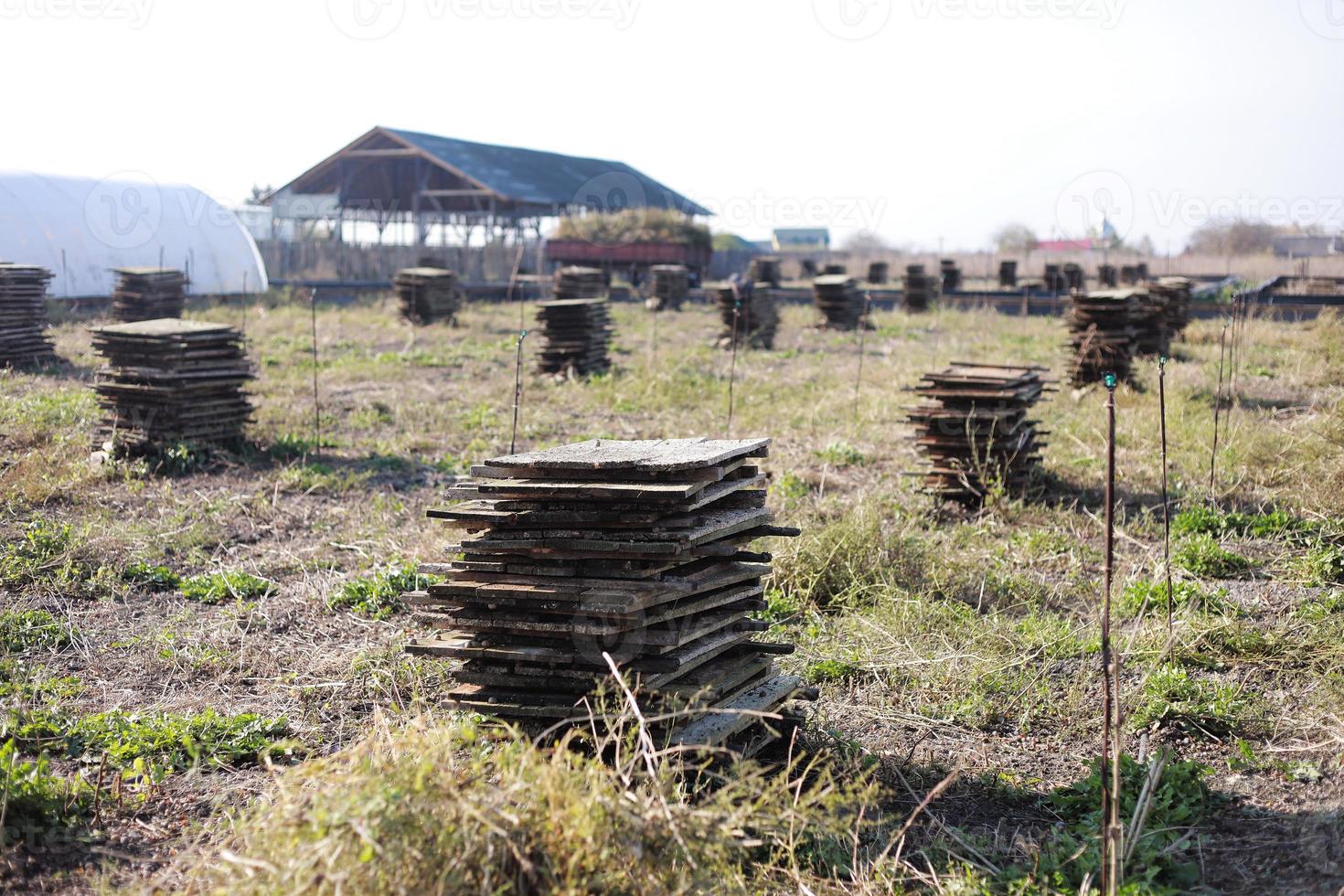 agricoltura biologica, agricoltura, lumache commestibili su tavole di legno. produzione di lumache. allevamento di lumache. le lumache sono molluschi dal guscio striato marrone, in fase di maturazione. foto