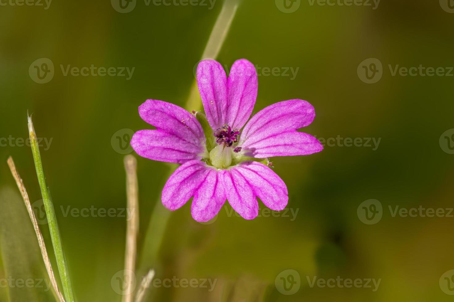 vista in dettaglio dei fiori della pianta di veronica speedwell foto