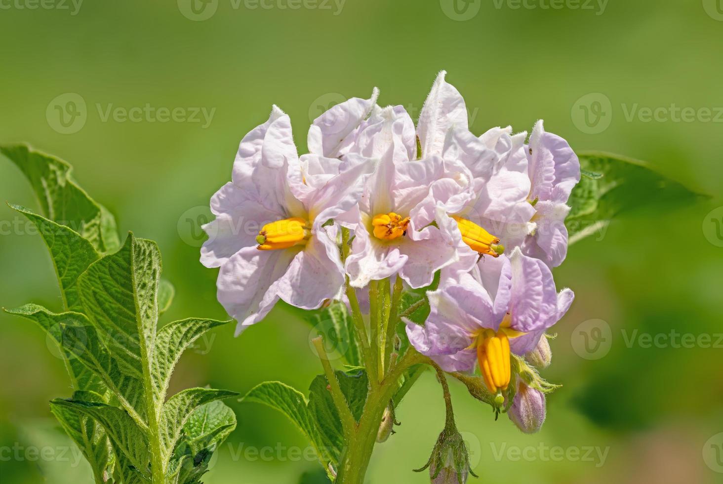 primo piano dei fiori della pianta di patate foto