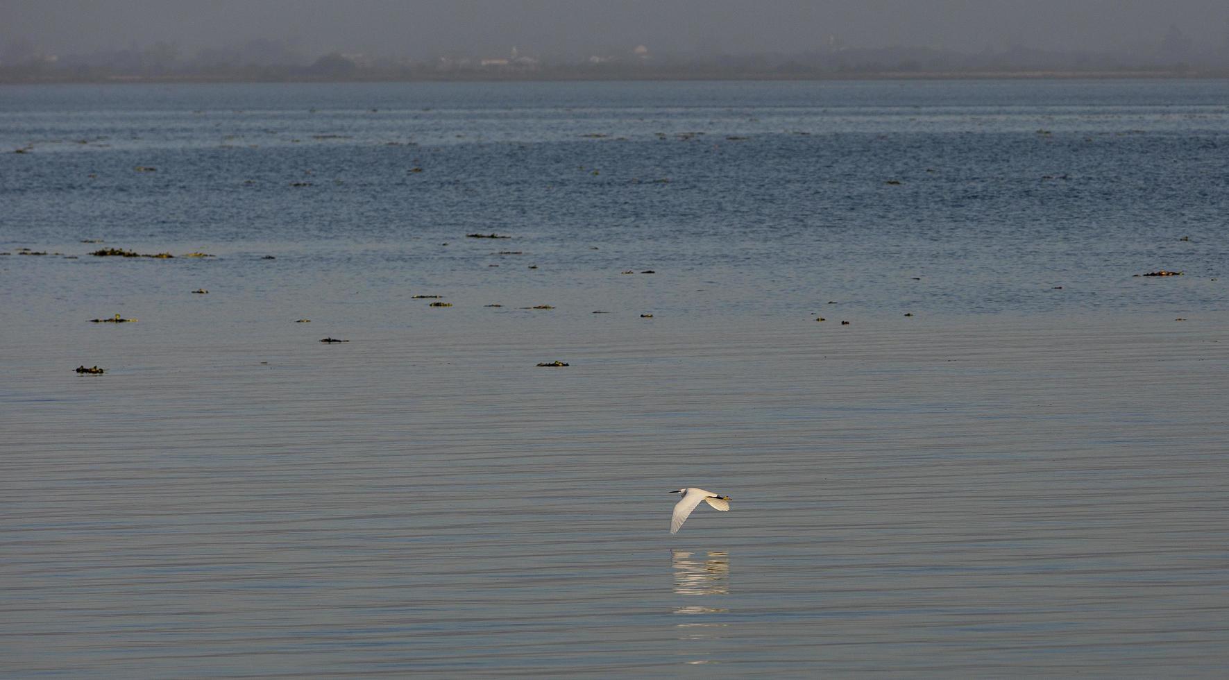 airone bianco che vola nella ria de aveiro in portogallo foto