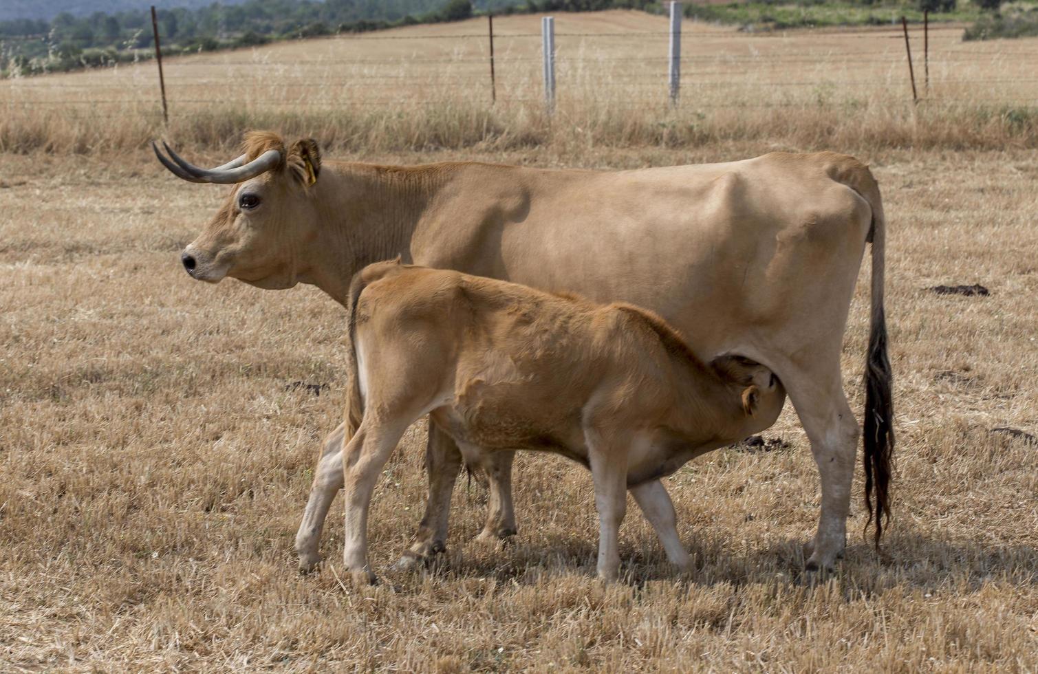 mucca che allatta il suo vitellino in portogallo foto