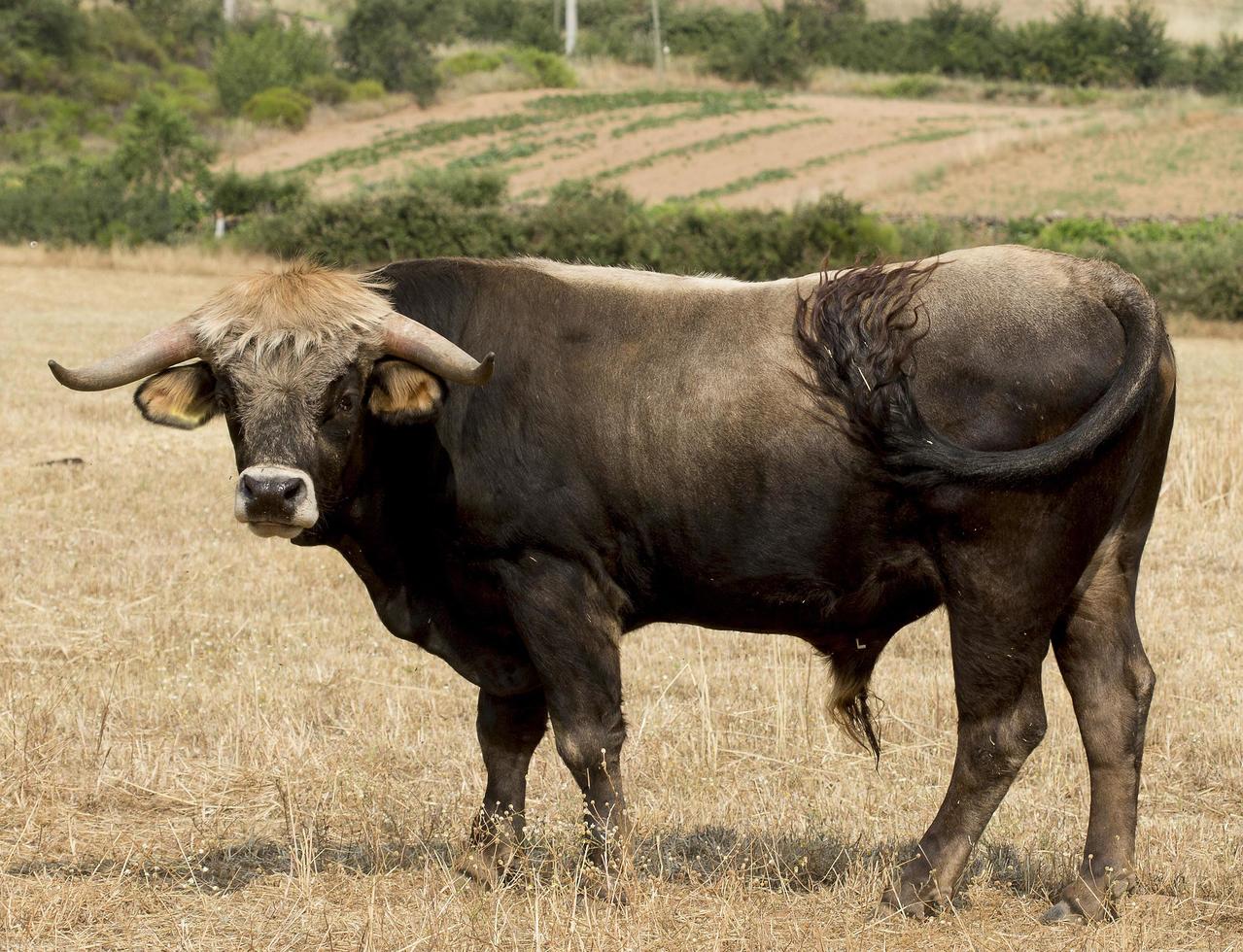 corsa del toro di mirandas in portogallo foto