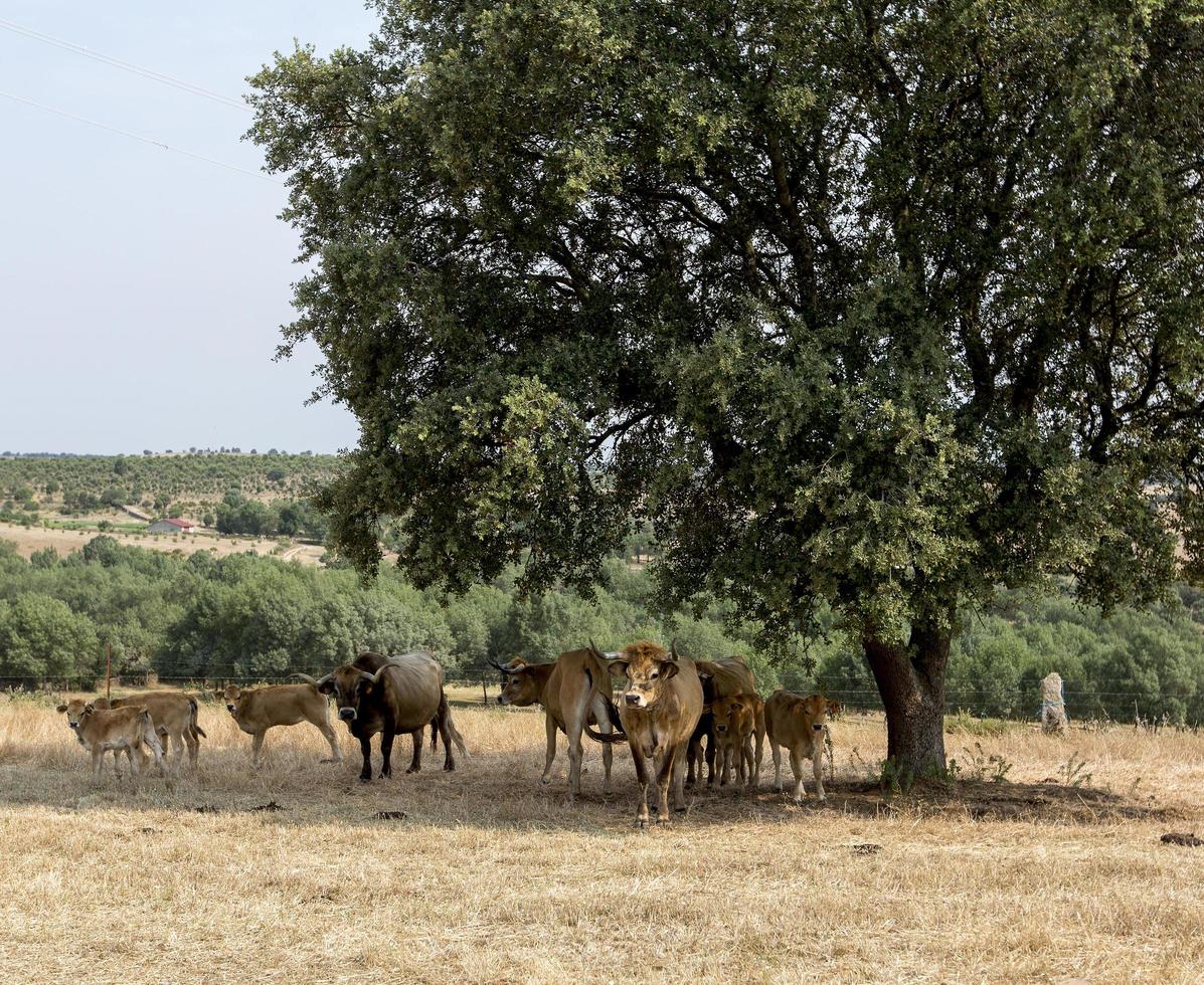 mandria di mucche di razza mirandesa in portogallo foto