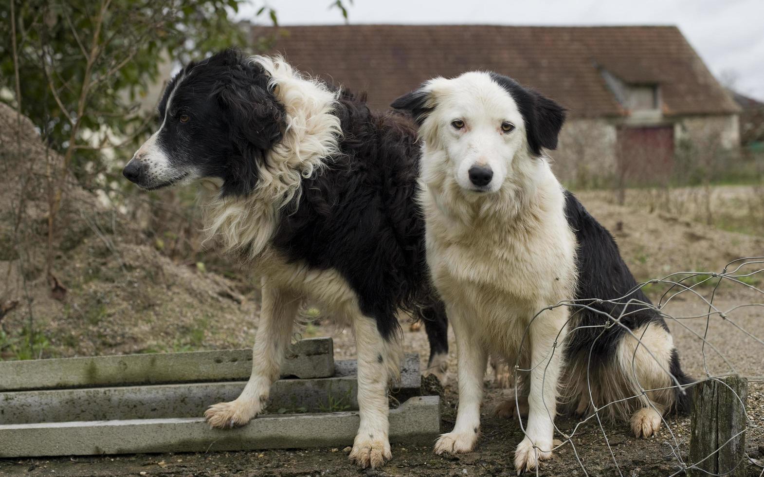 due cani nella campagna francese che sembrano molto tristi. foto