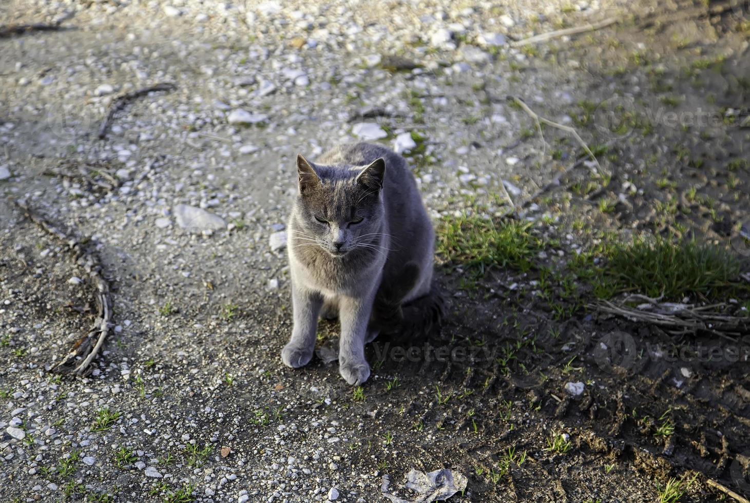 gatto grigio per strada foto