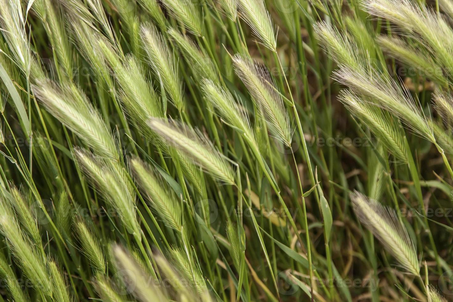 campo di grano in natura foto