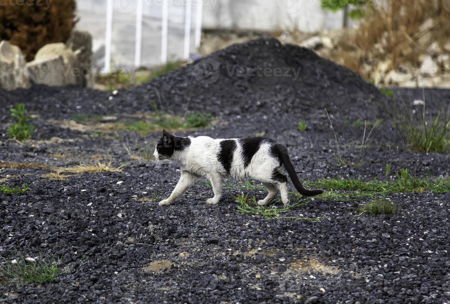 gatto nascosto in strada foto