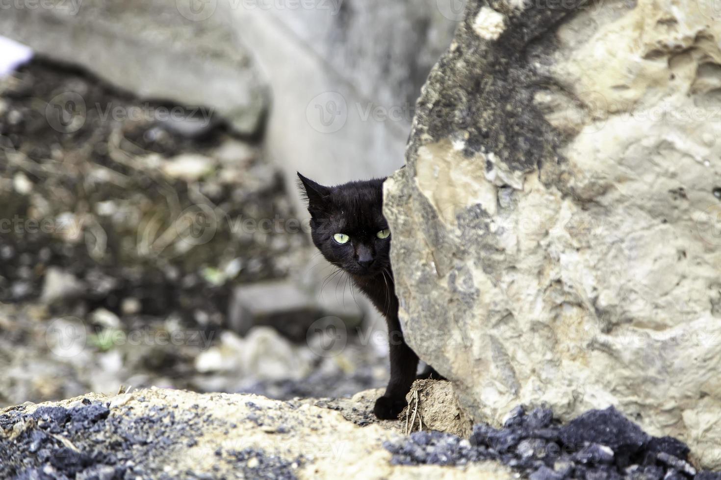 gatto nero nascosto in strada foto