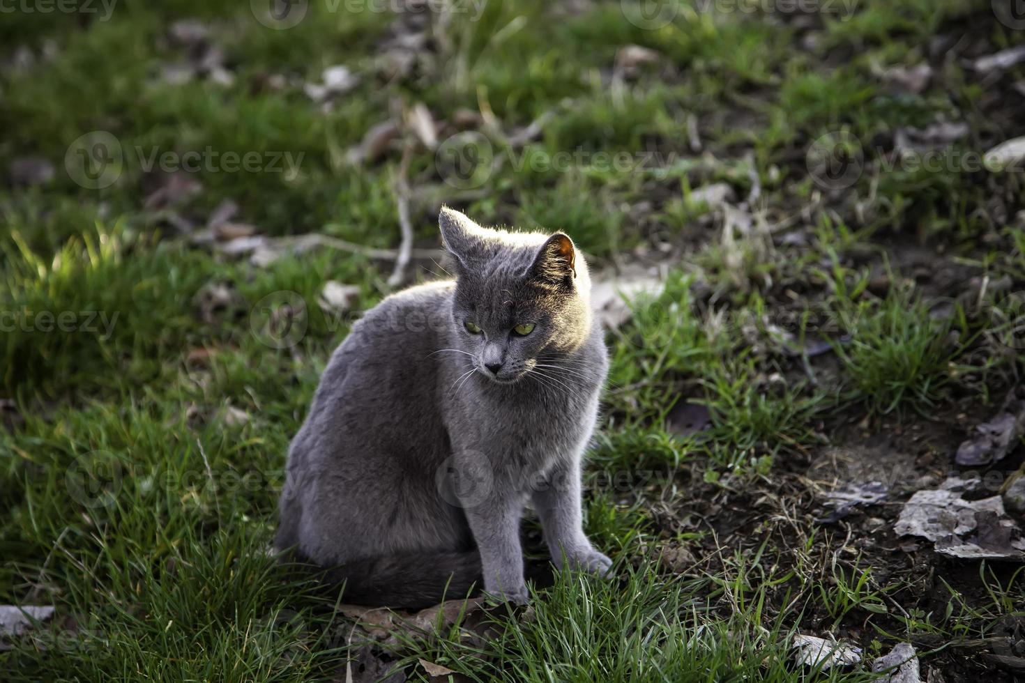 gatto grigio per strada foto