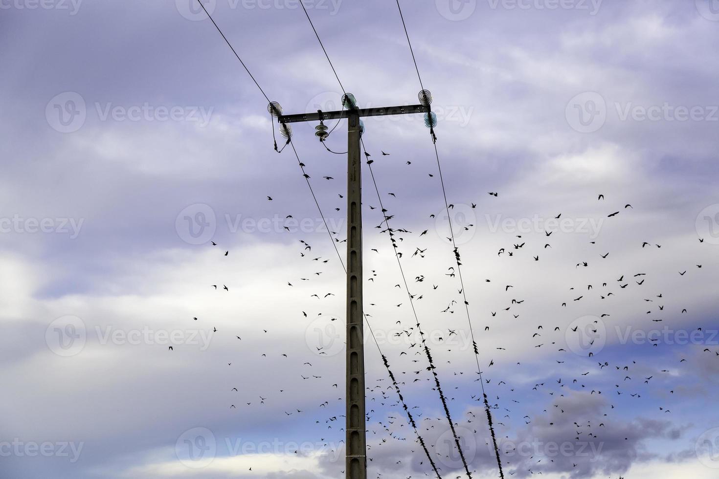 uccelli sulle linee telefoniche, riuniti in grandi gruppi foto