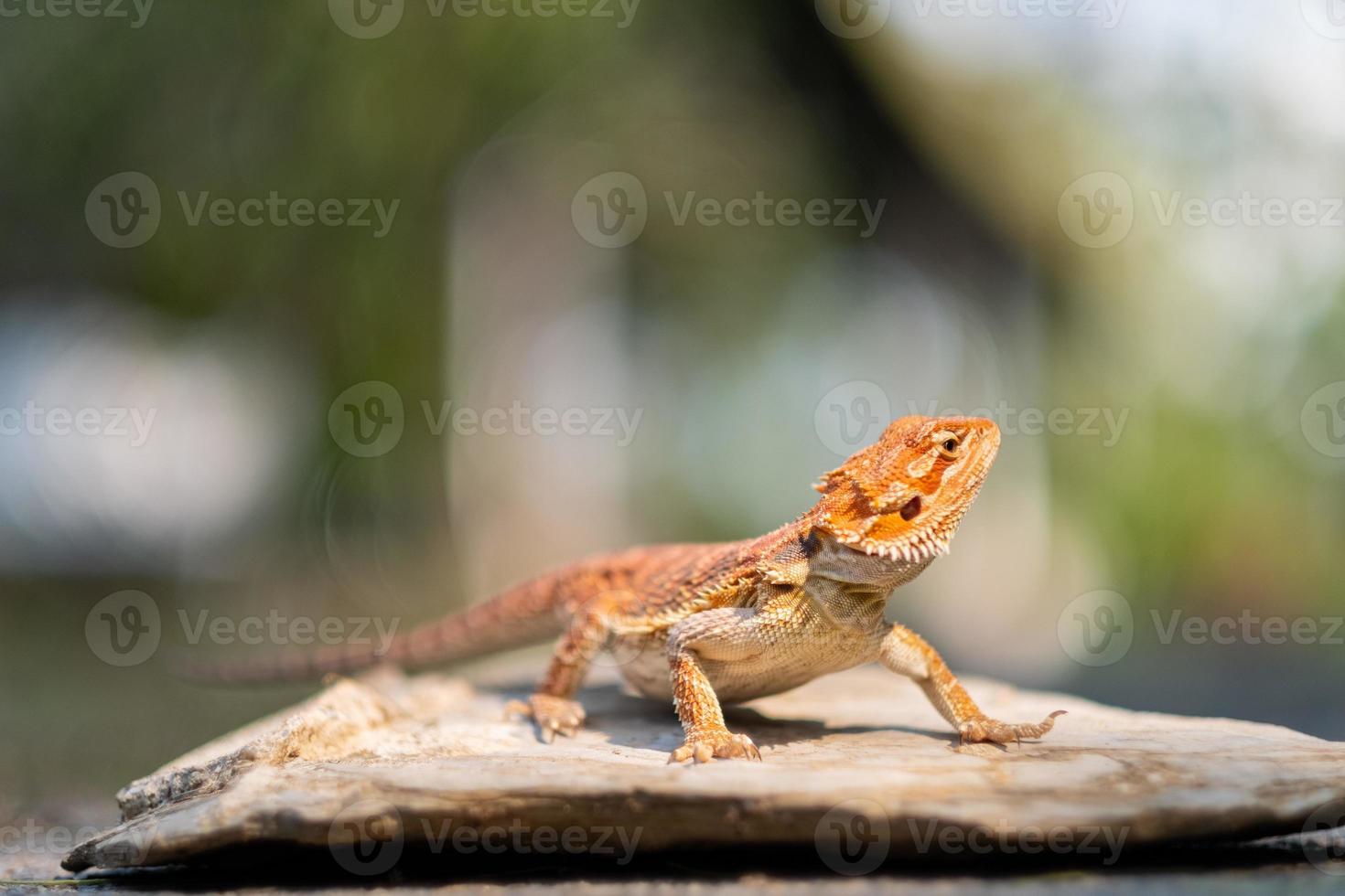 drago barbuto a terra con sfondo sfocato foto