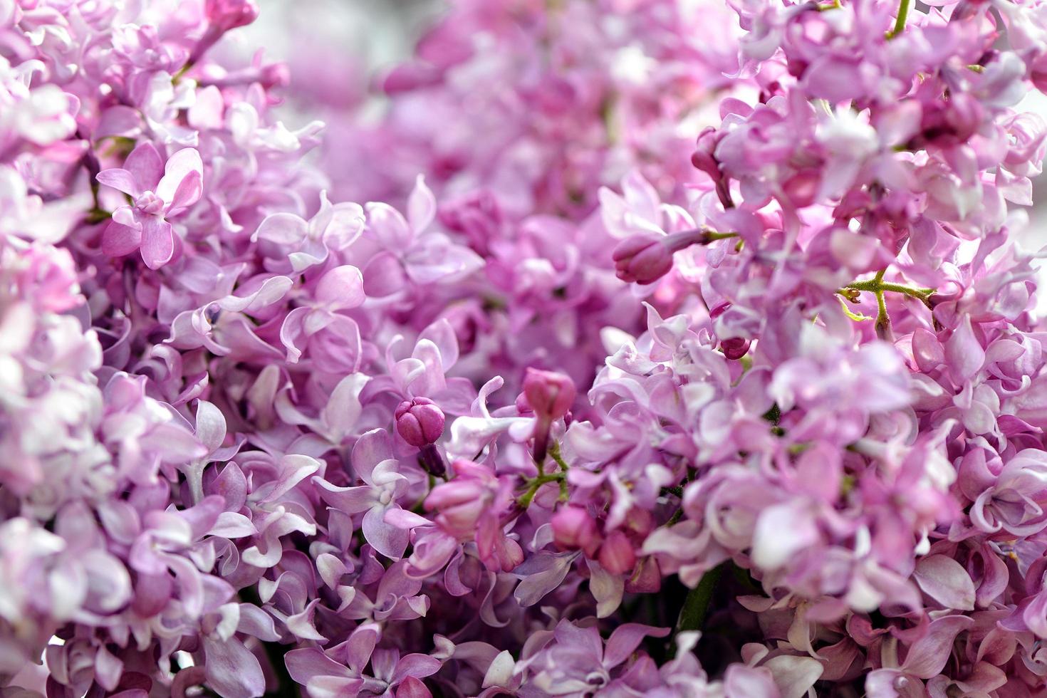 messa a fuoco selettiva close-up fotografia astratta. fiori di lillà in giardino. foto