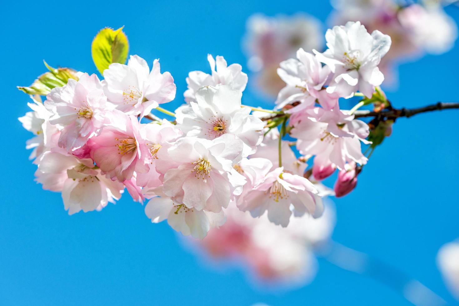fotografia ravvicinata con messa a fuoco selettiva. bellissimo fiore di ciliegio sakura in primavera nel cielo blu. foto