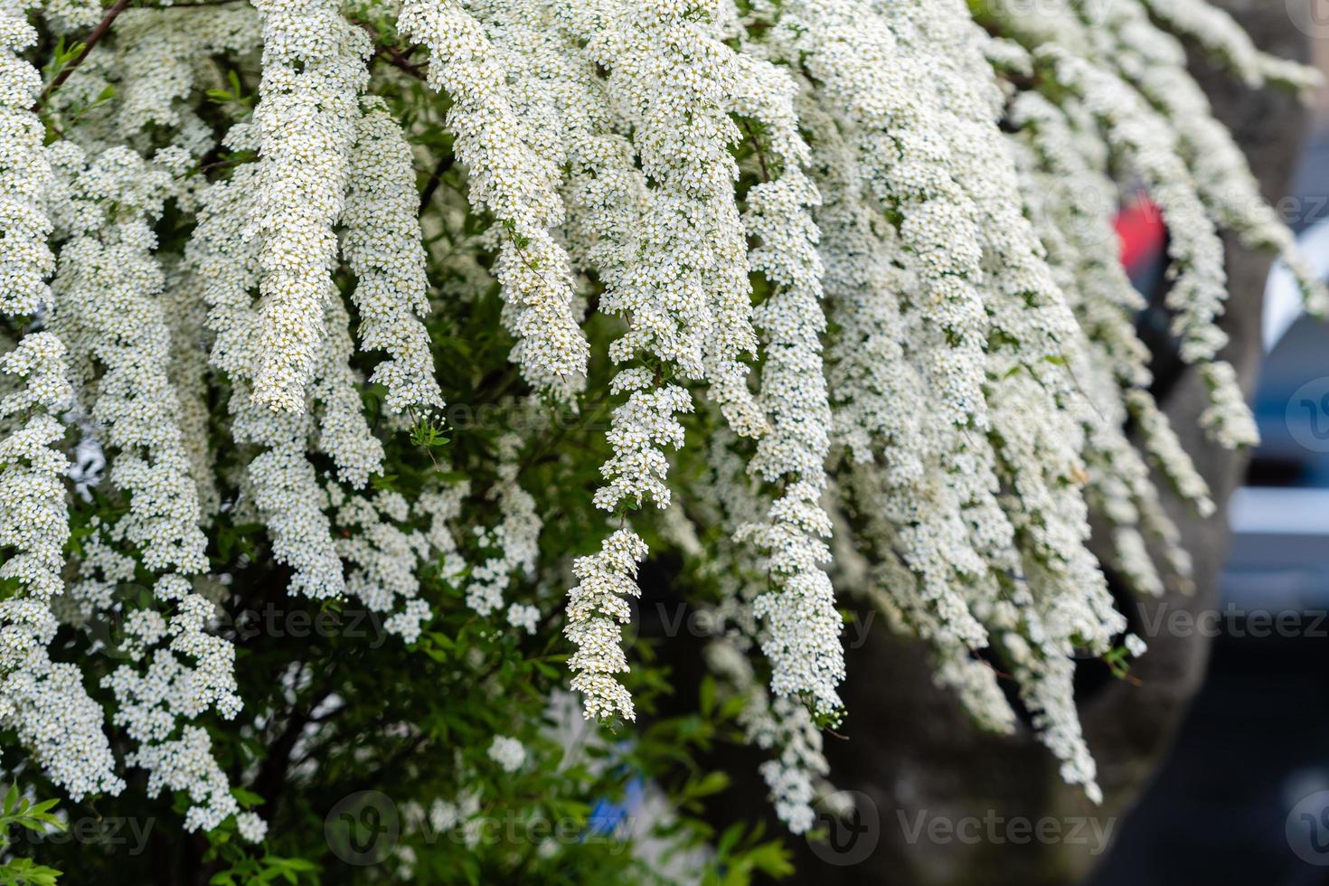 uno scatto del fiore bianco di un cespuglio decorativo. - Immagine foto